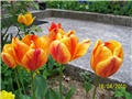 Tulipani